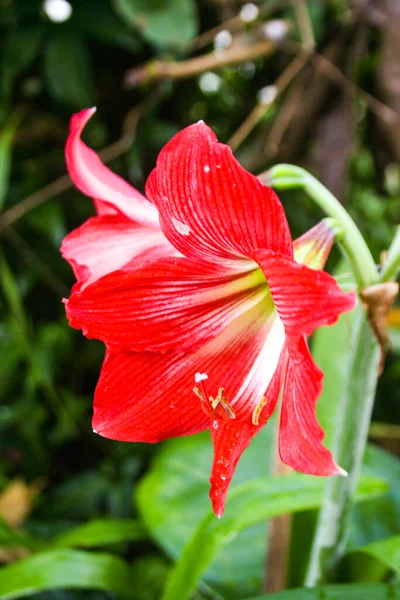 Flores Rojas Floreciendo Belleza Naturaleza Brillante Suave Jardín —  Fotos de Stock