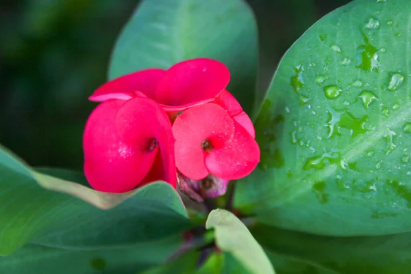 Red Poi Sian Cactus Floreciendo Belleza Naturaleza — Foto de Stock