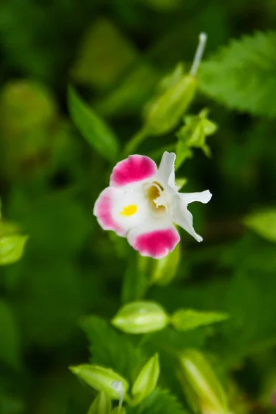 Orchidee Bianche Rosa Piccolo Fiore Che Sboccia Soffice Luce Sfocata — Foto Stock