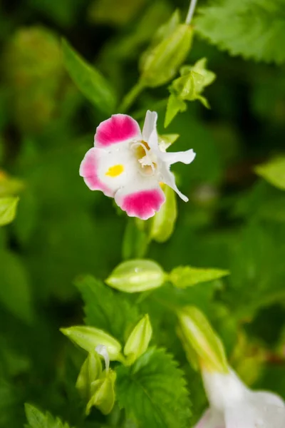 Vit Och Rosa Orkidéer Liten Blomma Blommar Mjuk Oskärpa Ljus — Stockfoto