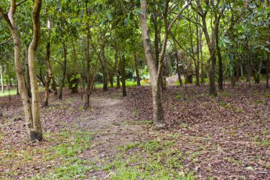 Manzara ve ağaçlar bahçe yollarında.