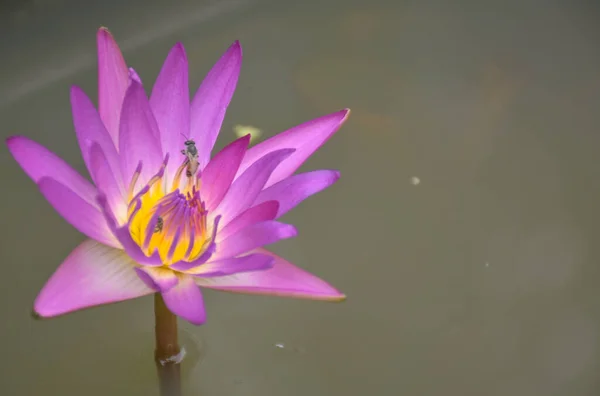  Suyun içinde açan pembe ve nilüfer çiçeği.