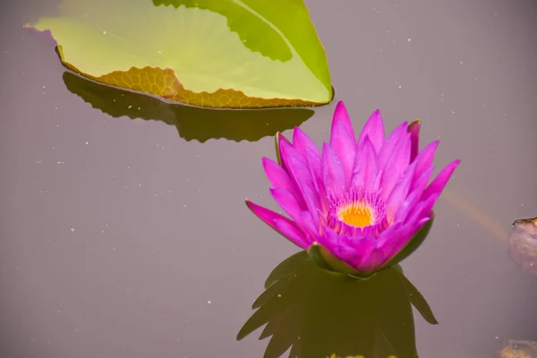 水园中的粉红莲花和绿叶 — 图库照片