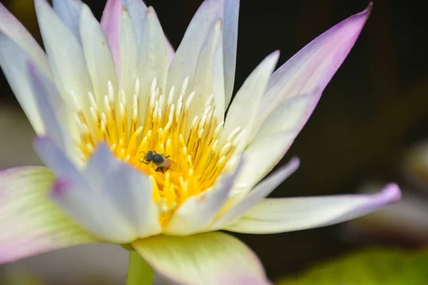bee and blooming white and yellow lotus in water garden
