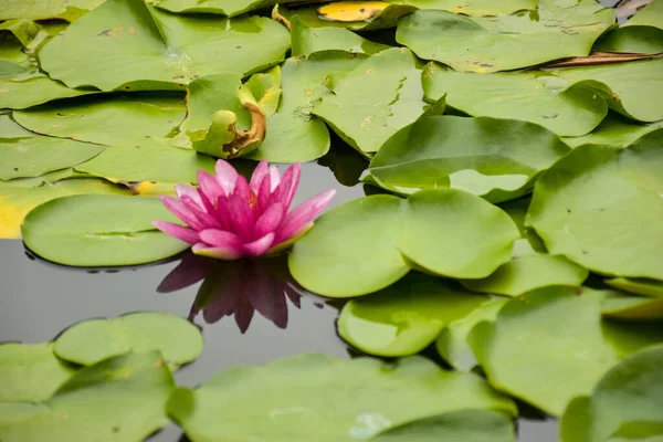 Çiçek açan küçük pembe nilüfer çiçekleri ve su bahçesinde yeşil yapraklar