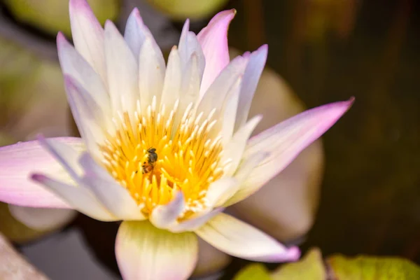  Lotus yaprakları ve polenler arılar tarafından yenir.