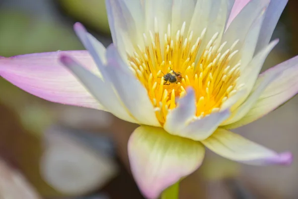  Lotus yaprakları ve polenler arılar tarafından yenir.