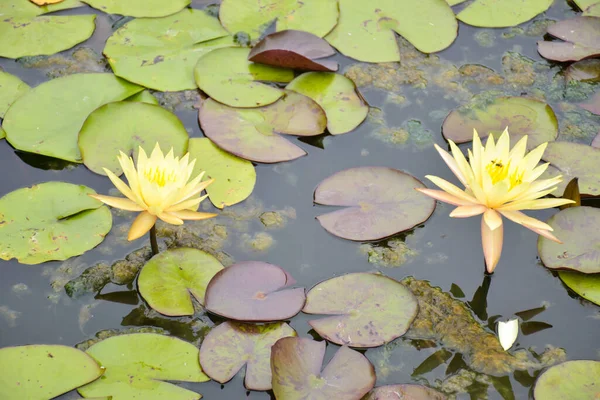 Желтый Лотос Цветет Красота Природы Водном Саду Таиланда — стоковое фото