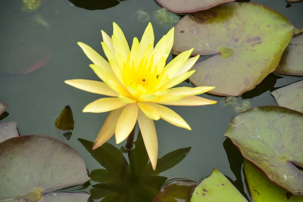 Amarillos Loto Floreciendo Belleza Naturaleza Agua Jardín Tailandia — Foto de Stock