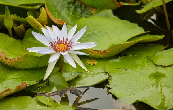Vit Lotus Blommar Vackra Blommor Vatten Trädgård Park Chathuchack Thailand — Stockfoto