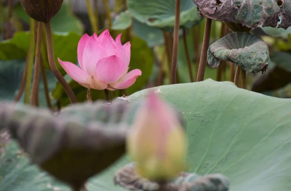  Su parkında açan pembe ve sarı nilüfer çiçekleri Bangkok Tayland, yumuşak bulanık ön plan