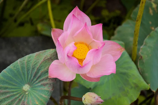 Pétales Étamines Lotus Roses Chatuchak Park Bangkok Thaïlande — Photo
