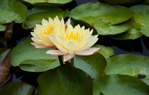 yellow lotus blooming beautiful nature in water garden park THailand
