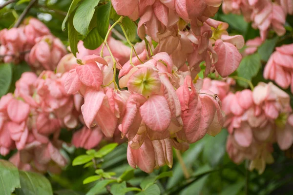  Pembe çiçekler açıyor ve Tayland Bangkok Gölü 'nde