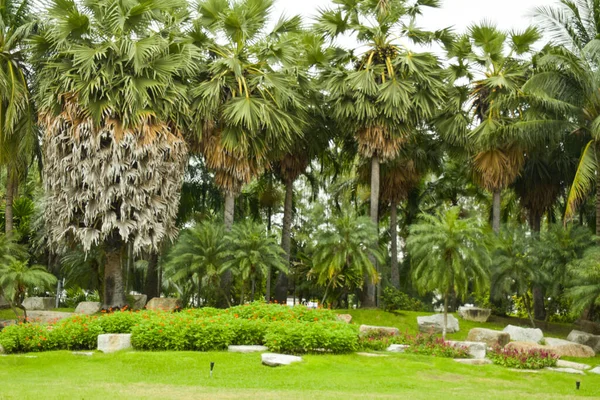  Chatuchak Park, Bangkok, Tayland 'daki peyzaj ve palmiye plantasyonu