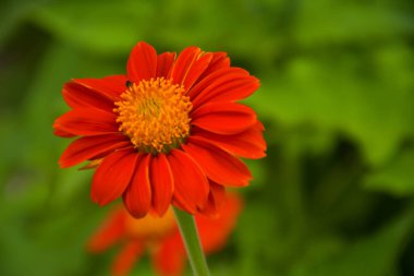 Kızıl Fuşya Yaprakları Chatuchak Parkı 'nda çiçek açıyor. Bangkok, Tayland' da bir turist ve rahatlatıcı bir eğlence.