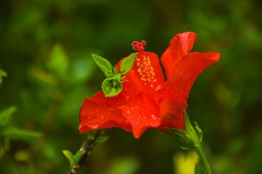  Beautifully blooming red hibiscus flower, water droplets and background bokeh lights clipart