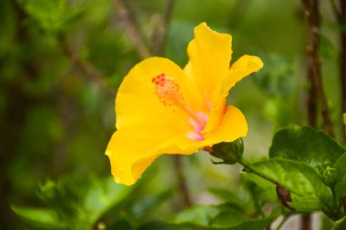 Beautifully blooming yellow hibiscus flowers and background bokeh lights clipart