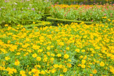 Çiçek süsleme ve sarı ağaçlar Chatuchak Park, Bangkok, Tayland, ziyaret ve dinlenmek için bir yer