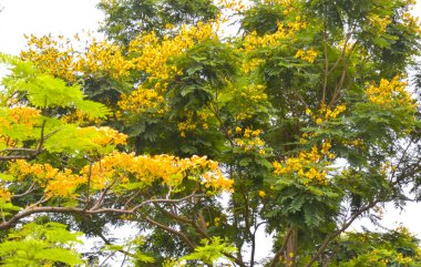 Tavuskuşu Kuyruğu Çiçeği Chatuchak Park, Bangkok, Tayland 'da çiçek açıyor. Ziyaret ve dinlenme yeri.