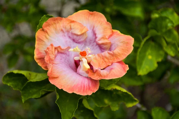 Schöne Blühende Orangefarbene Hibiskusblüten Wassertröpfchen Und Hintergrund Bokeh Lichter — Stockfoto