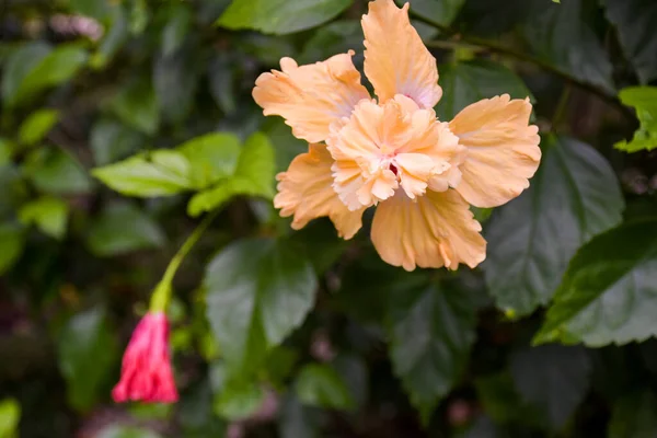  Güzel çiçek açan portakal çiçeği yaprakları, su damlacıkları ve arka plan ışıkları