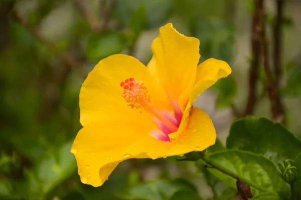 Gyönyörű Virágzó Sárga Hibiszkusz Virágok Vízcseppek Háttér Bokeh Fények — Stock Fotó