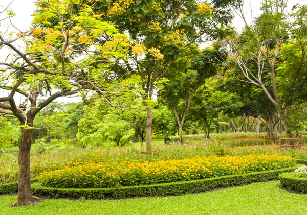 Çiçek süsleme ve sarı ağaçlar Chatuchak Park, Bangkok, Tayland, ziyaret ve dinlenmek için bir yer