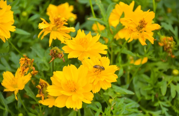 Поле Жовтих Квітів Бджіл Кишить Квітучими Квітами Парку Чатучак Бангкок — стокове фото
