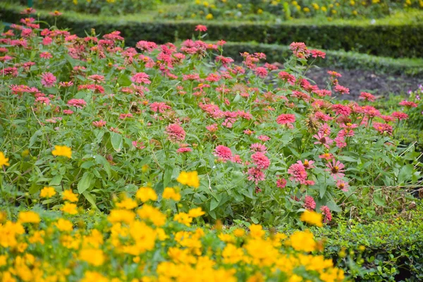 Flower Fields Pink Fuchsias Full Bloom Chatuchak Park Bangkok Thailand — Stock Photo, Image