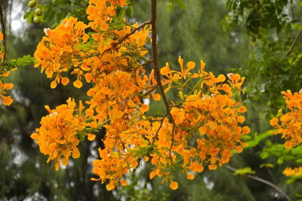 Orange peacock flowers and trees in Chatuchak Park, Bangkok, Thailand, naturally beautiful.