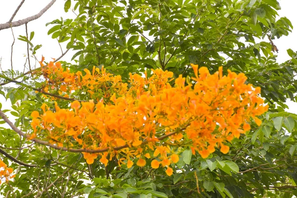 Flores Árboles Pavo Real Color Naranja Chatuchak Park Bangkok Tailandia —  Fotos de Stock