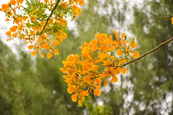 Turuncu tavus kuşu çiçekleri ve ağaçlar Chatuchak Park, Bangkok, Tayland, doğal güzellikte.