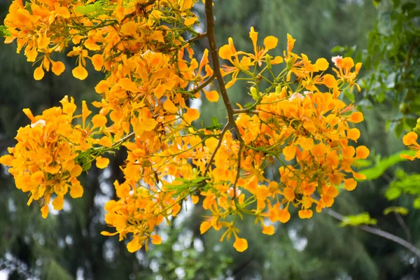 Orange peacock flowers and trees in Chatuchak Park, Bangkok, Thailand, naturally beautiful.