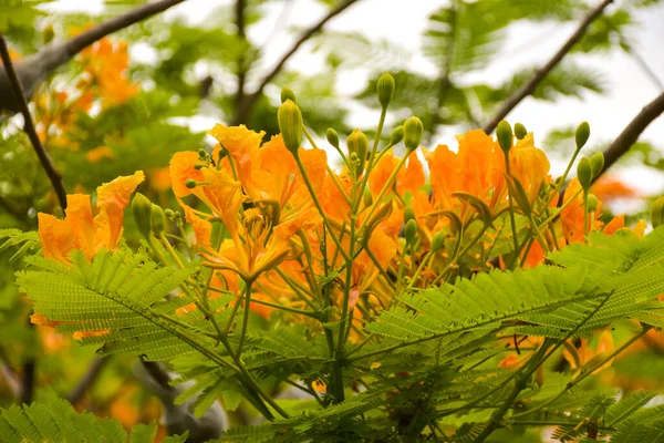 Orange peacock flowers and trees in Chatuchak Park, Bangkok, Thailand, naturally beautiful.