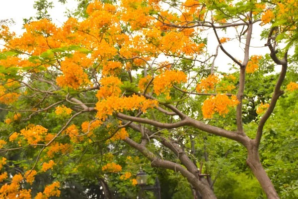 Flores Árboles Pavo Real Color Naranja Chatuchak Park Bangkok Tailandia —  Fotos de Stock