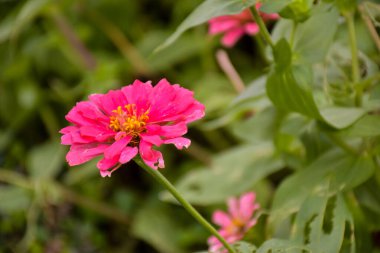  Güzel Chatuchak bahçesinde pembe fuşya çiçekleri açar.