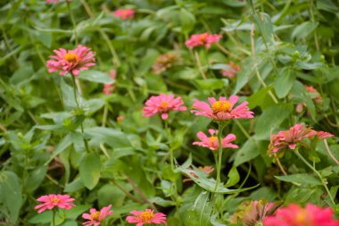 Güzel Chatuchak bahçesinde pembe fuşya çiçekleri açar.