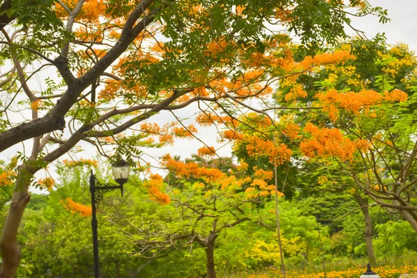 Beautiful Orange Peacock Flower Chatuchak Garden — Stock Photo, Image