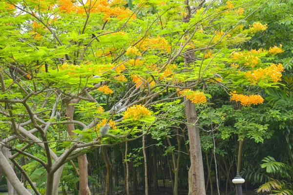 정원에 아름다운 오렌지색 공작새의 — 스톡 사진