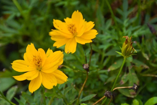 Жовті Квітки Садовому Парку Бінґкок Таїланд — стокове фото