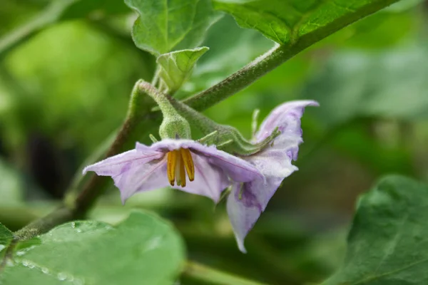 紫色茄子花 泰国园丁的有机蔬菜 — 图库照片