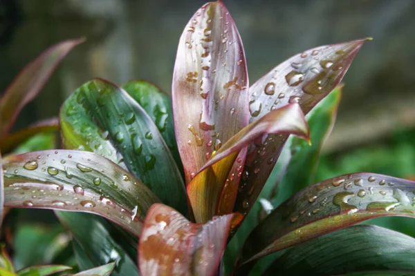 Güzel yapraklar ve güzel su damlacıkları Tayland 'da bir çiftlikte