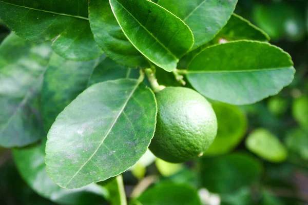 Ekologické Citrony Visí Čerstvé Zelené Rostlině Zahradě — Stock fotografie