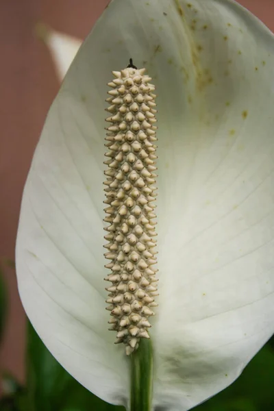 Fehér Anthurium Virágok Szirmok Virágoznak Gyönyörűen Reggel — Stock Fotó