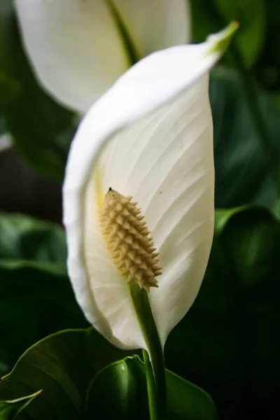 Fehér Anthurium Virágok Szirmok Virágoznak Szépen Reggel — Stock Fotó