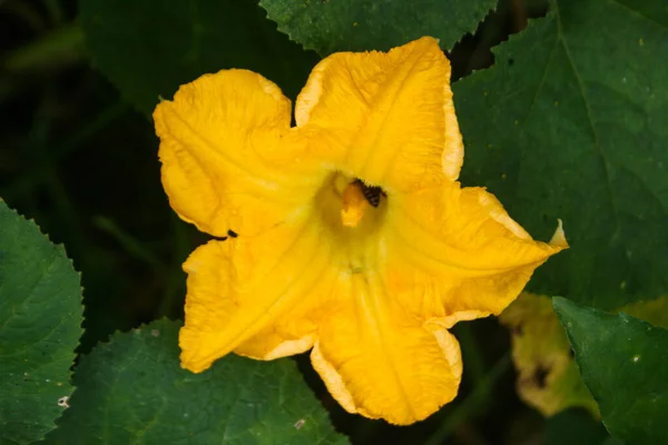 Flores Pétalos Calabaza Amarilla Florecen Maravillosamente Por Mañana Una Granja — Foto de Stock