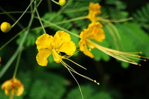 バンコクのチャトゥチャック公園に黄色孔雀の花を咲かせます — ストック写真