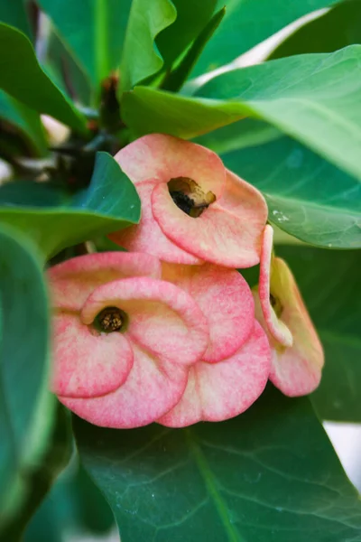  Pembe Poi Sian kaktüsü çiçek açıyor ve sabah ışığı bahçede.