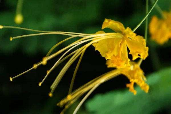 Жовті Павичеві Квіти Цвітуть Парку Чатухак Бангкок Таїланд — стокове фото